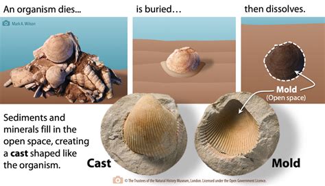 cast vs mold.